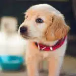Un chiot avec un collier rouge