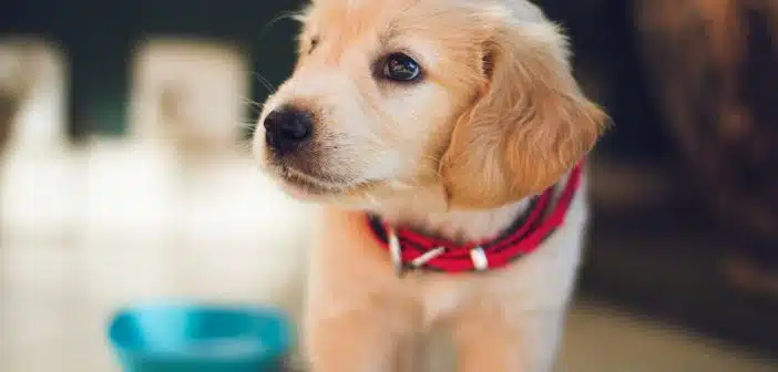 Un chiot avec un collier rouge