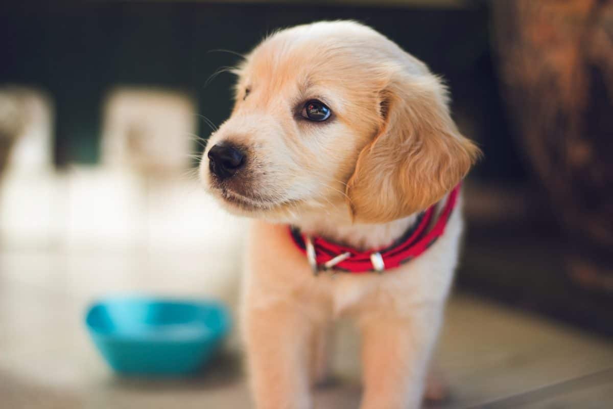 Un chiot avec un collier rouge